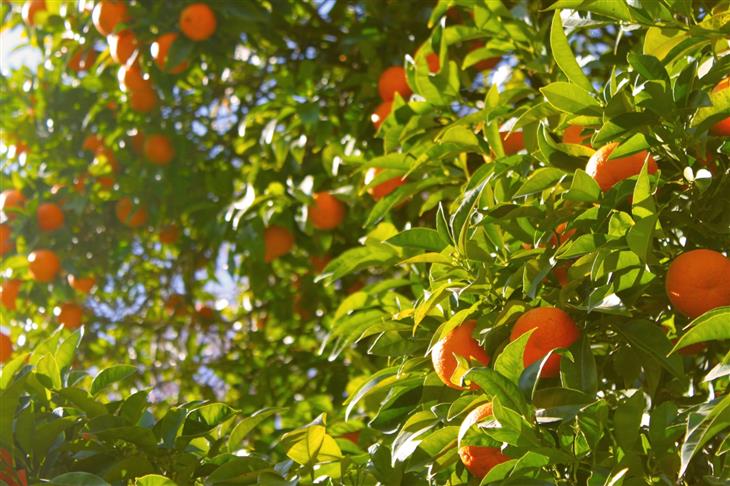 Obiranje mandarin v dolini Neretve